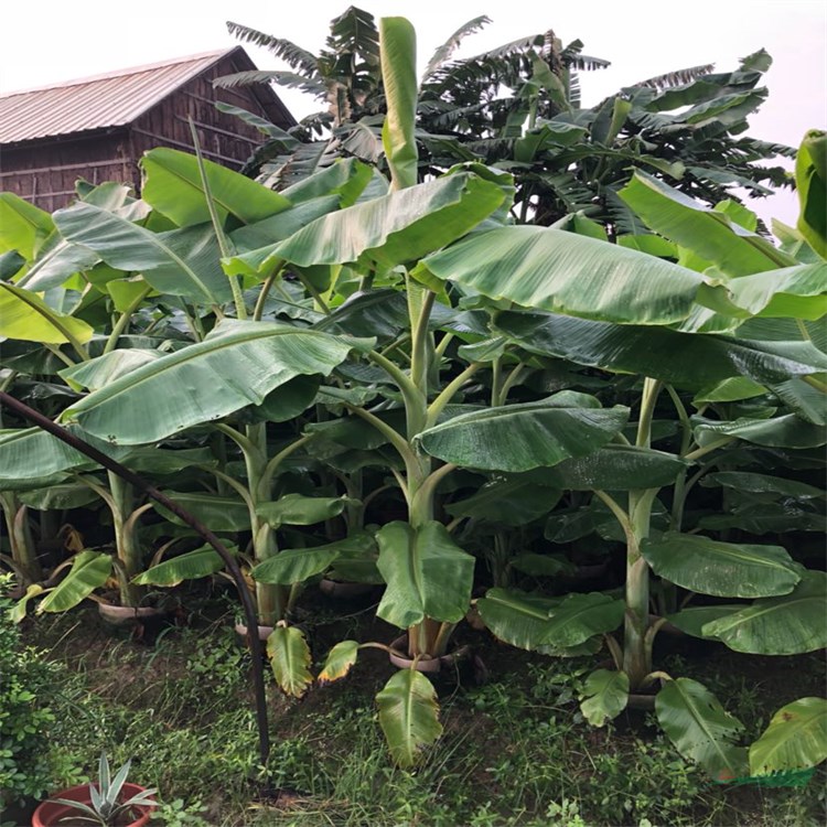 批发丛生芭蕉树袋苗庭院果树香蕉树袋苗绿化芭蕉树工程苗园林造景植物