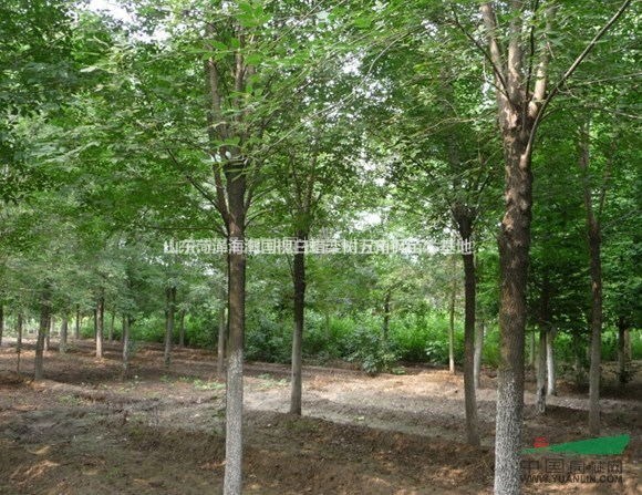 欒樹苗圃欒樹基地欒樹價格欒樹銷售欒樹種植