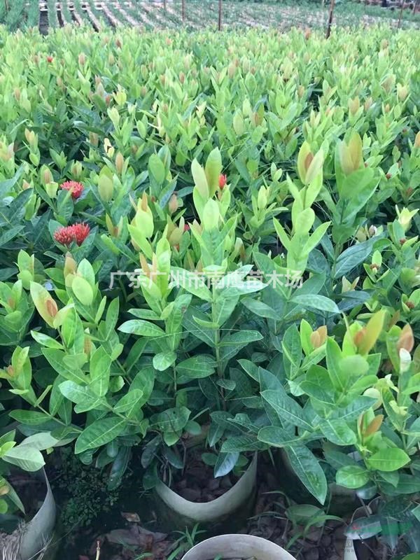 大量种植超级精品全冠桂花四季桂金桂月月桂