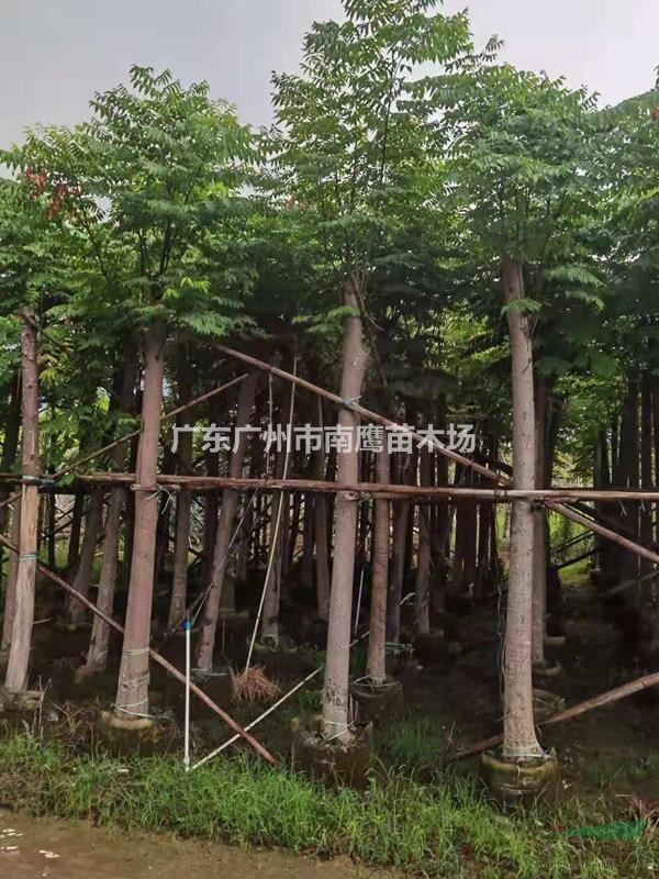 经营各类绿化乔木凤凰木香樟木大腹木棉南洋楹宫粉紫荆小叶榄仁白桕袋苗黄花风铃木