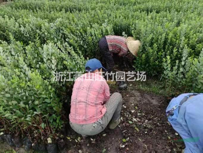 浙江菲油果小杯供应商 菲油果杯苗产地直销