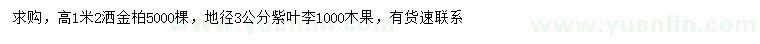 求購高1.2米灑金柏、地徑3公分紫葉李