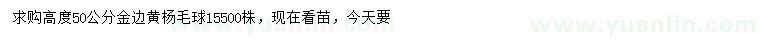 求購(gòu)高50公分金邊黃楊球