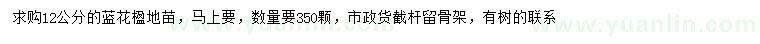求購12公分藍花楹