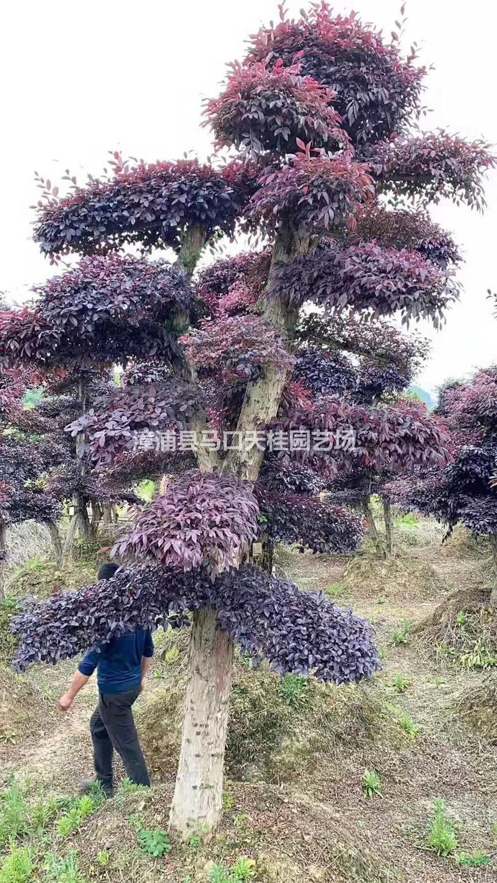 福建紅花繼木樁 繼木樁景哪里好/哪家便宜