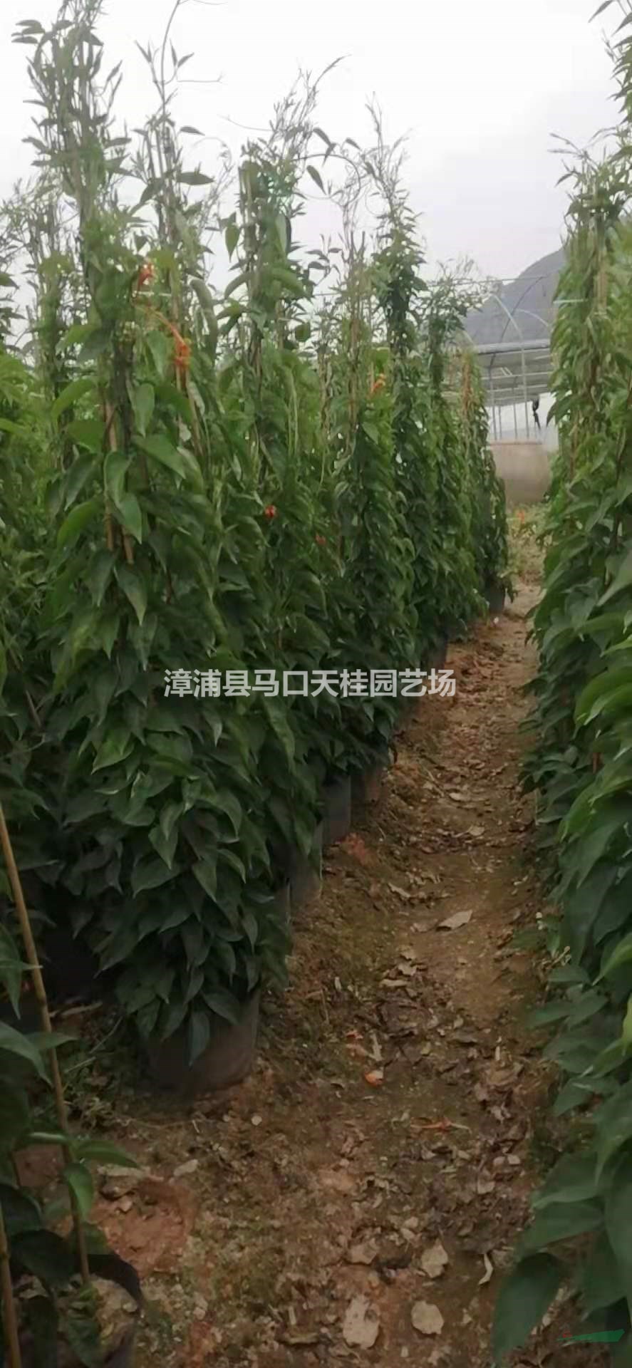 炮仗花 福建炮仗花行情報(bào)價(jià)/炮仗花 福建炮仗花圖片展示