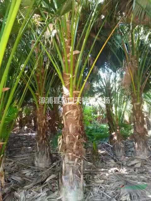 福建蒲葵 漳州蒲葵介紹/特征/用途