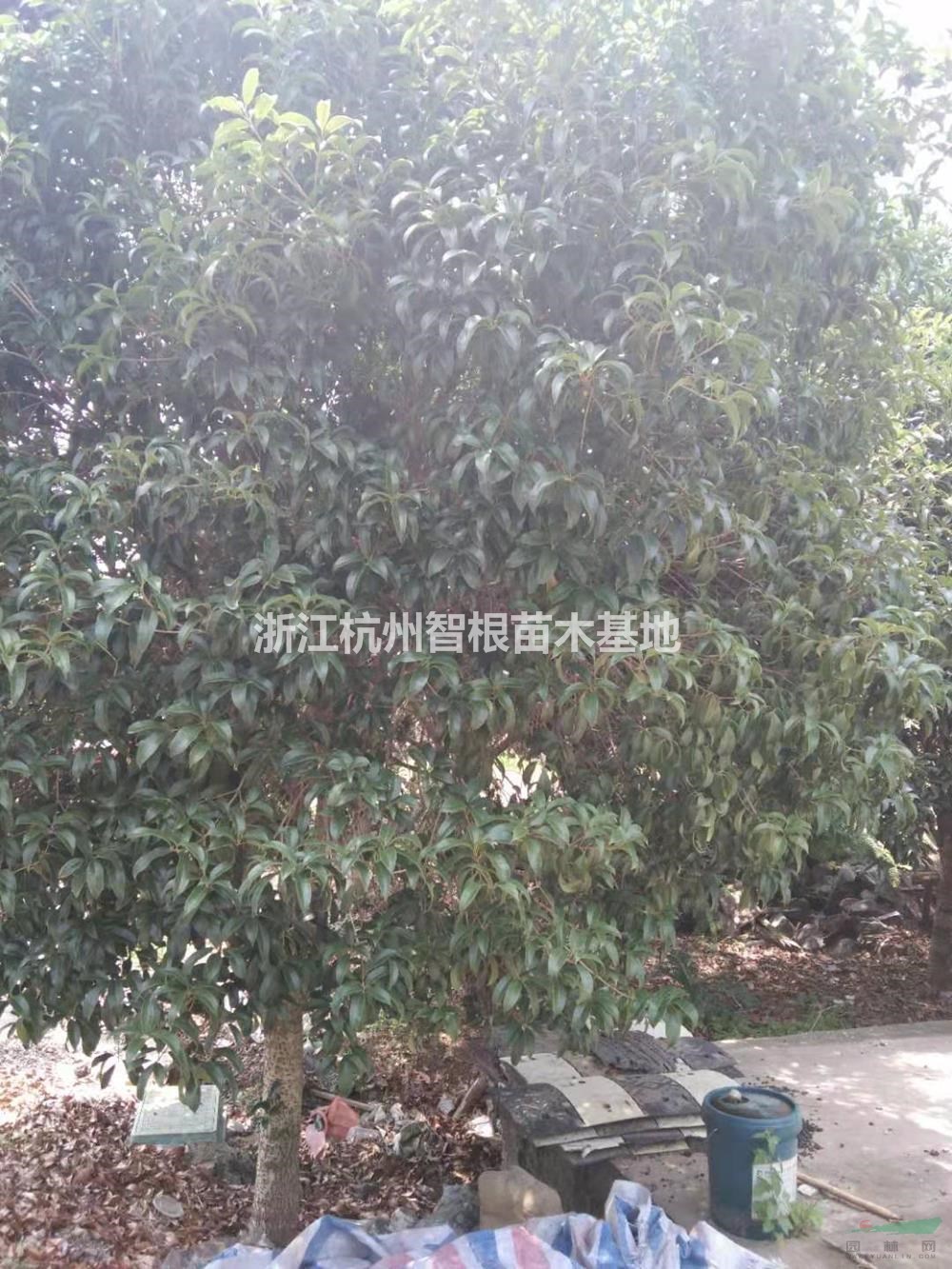 优质特价桂花树产地直销 2-6米桂花 浙江桂花基地