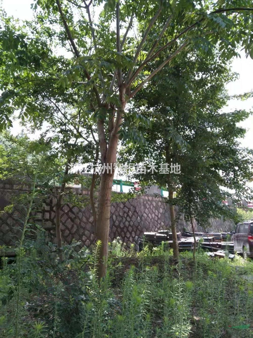 浙江8-35公分栾树 杭州栾树价格哪里好/哪家便宜