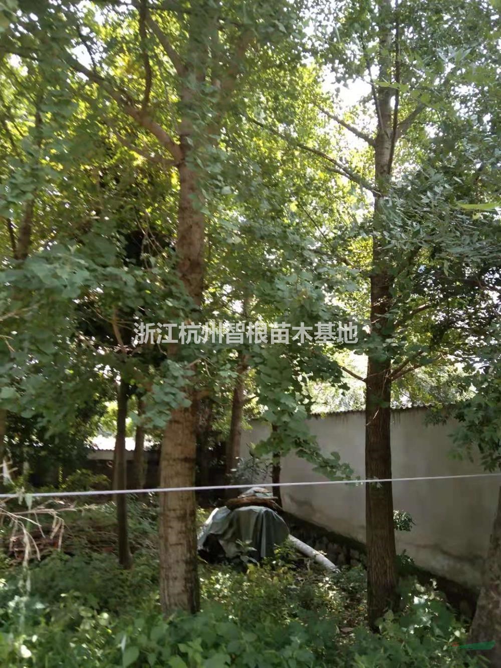 浙江银杏树 杭州10-35公分银杏介绍/特征/用途
