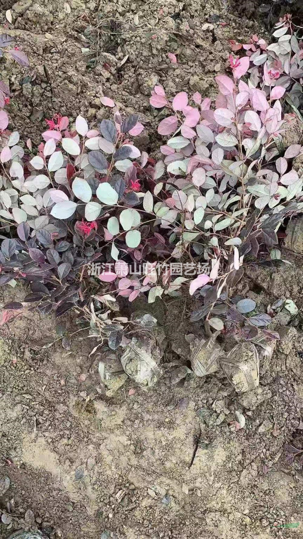 浙江供應(yīng)紅花繼木毛球 蕭山紅花繼木毛球供應(yīng)商