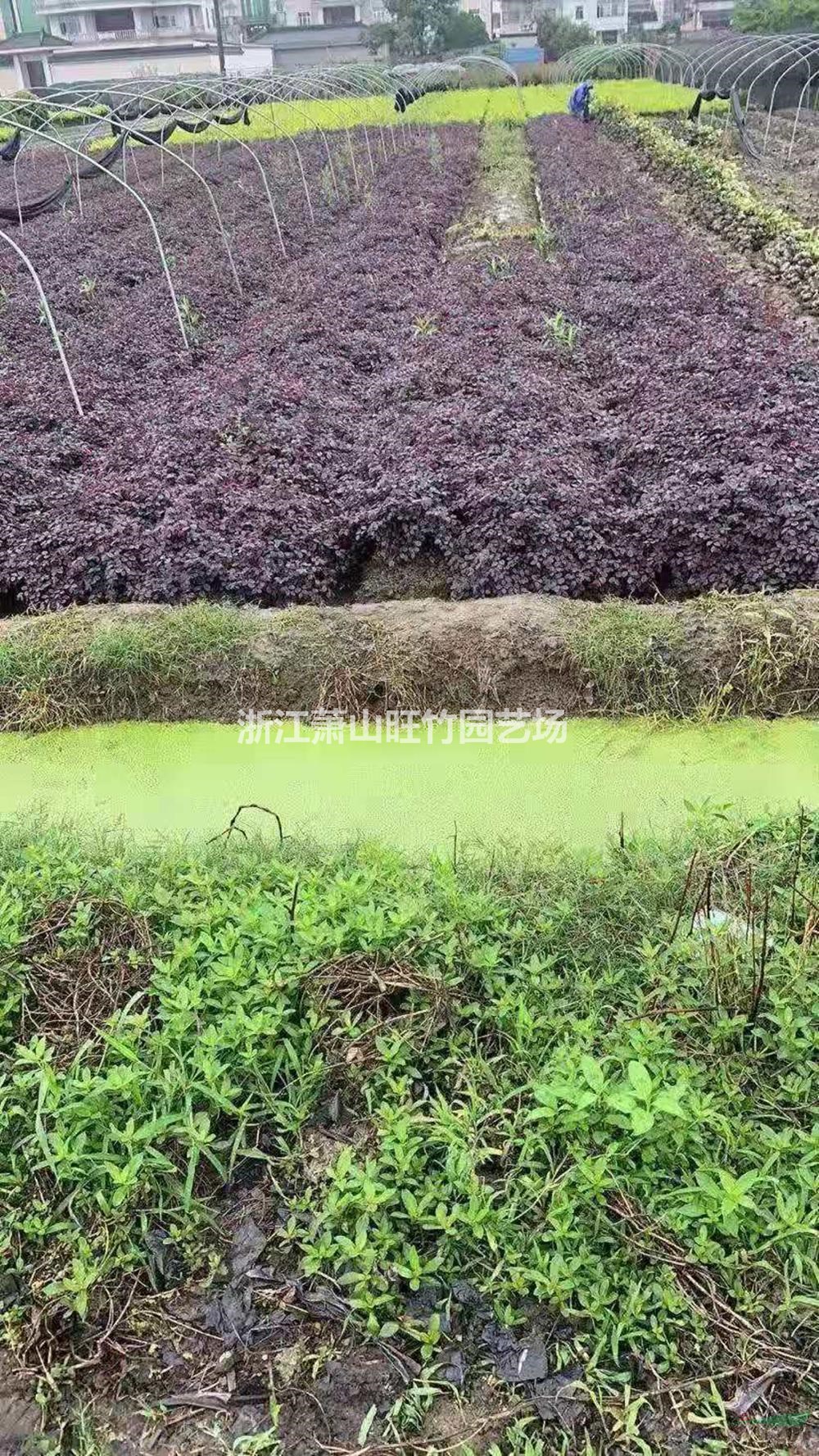 蕭山旺竹園藝場(chǎng)供應(yīng)紅花繼木毛球價(jià)格便宜
