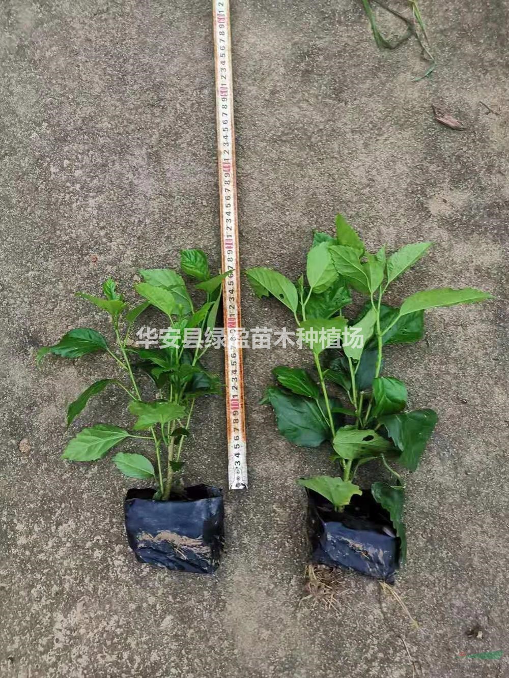 福建朱瑾扶桑小苗