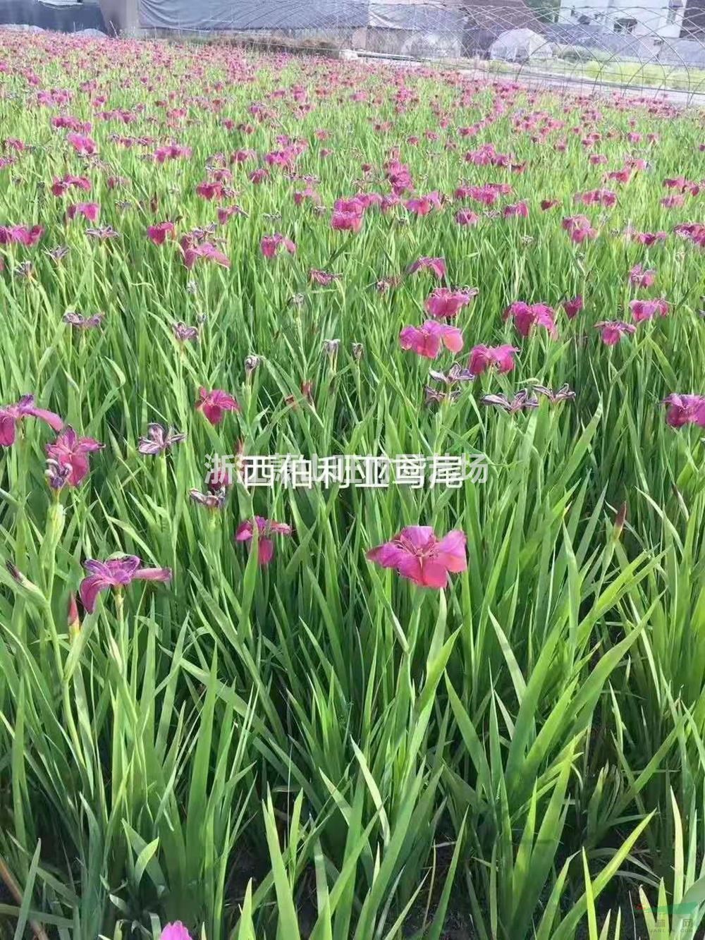 供应西伯利亚鸢尾 水生鸢尾 红花鸢尾 水生植物批发供应