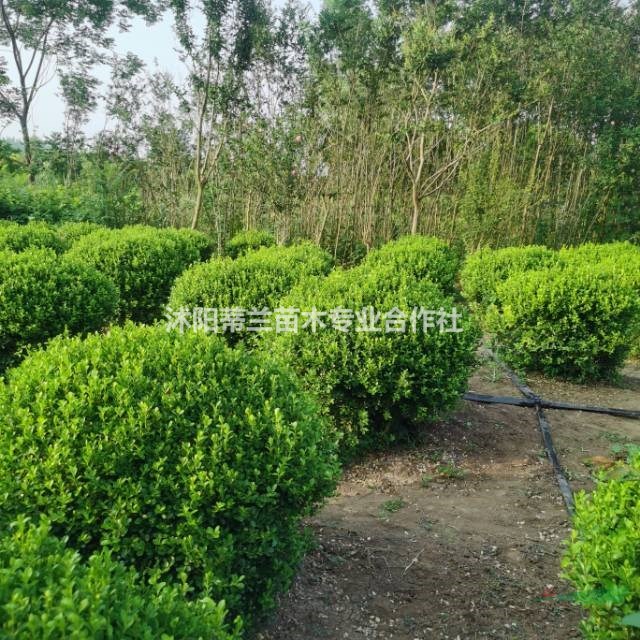 小葉黃楊工程苗小葉黃楊精品球基地實(shí)拍