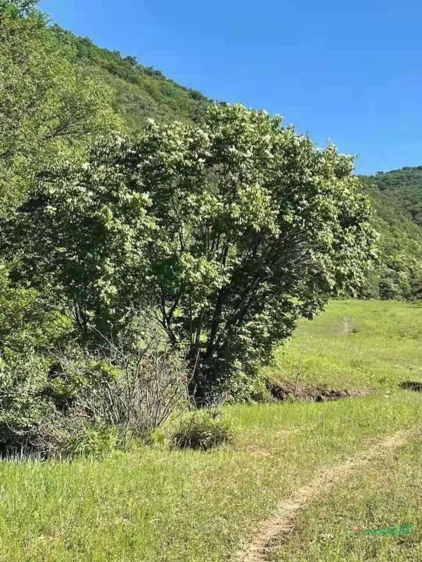 低价出售丛生暴马丁香，暴马丁香批发，暴马丁香直供