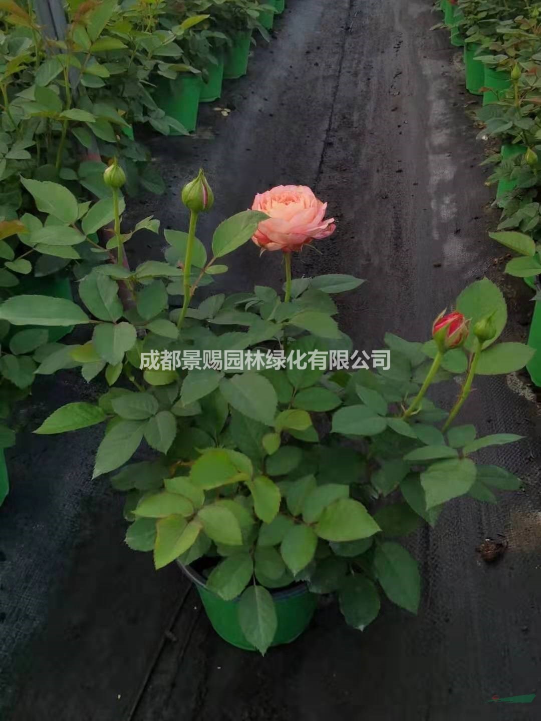 16杯好效果的歐月擺花可以出貨了 顏色剁 葉水好 可以直接擺放的盆花月季