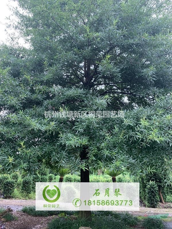 柳葉櫟20-25