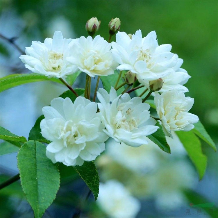 苗圃出售 白木香花苗 小區(qū)別墅綠化樹種 園林布局景觀花苗 綠化帶種植