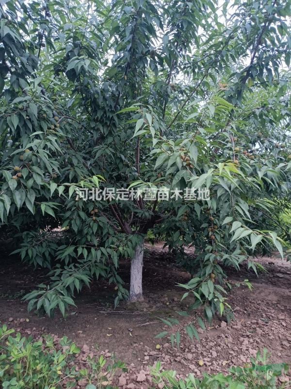 15公分山桃，自家苗圃低價處理，河北保定