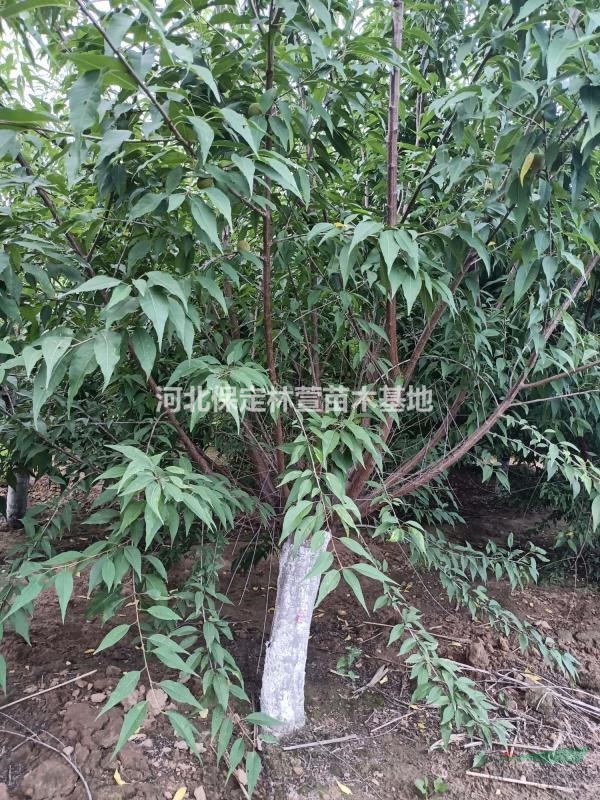 15公分山桃，自家苗圃低價處理，河北保定