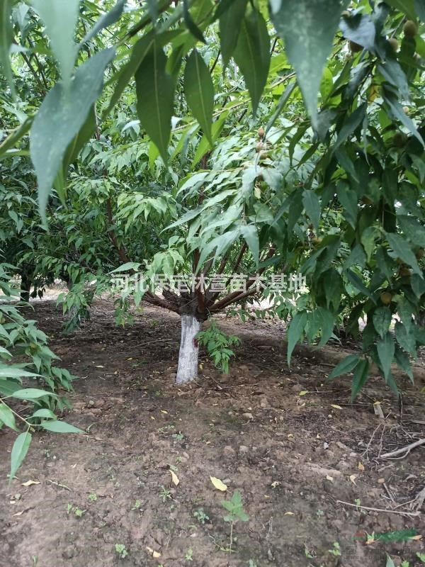 15公分山桃，自家苗圃低價處理，河北保定