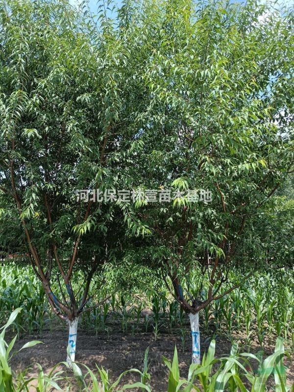 10公分山桃，河北保定低價處理，10-12公分山桃質優價廉
