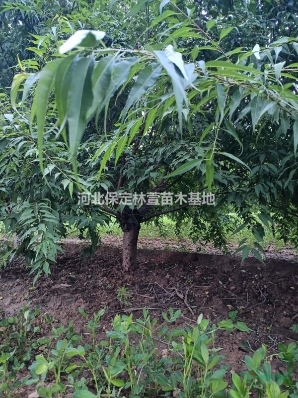 10公分山桃，河北保定，10-12公分山桃質(zhì)優(yōu)價(jià)廉