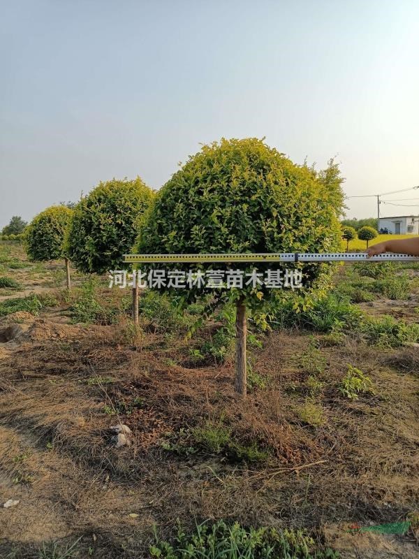 河北保定低價出售1.5米金葉榆球，金葉榆球基地