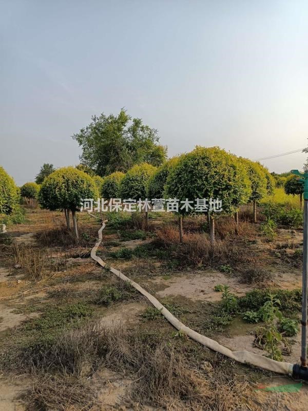 河北保定低價出售1.5米金葉榆球，金葉榆球基地