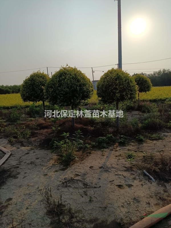 河北保定低價出售1.5米金葉榆球，金葉榆球基地
