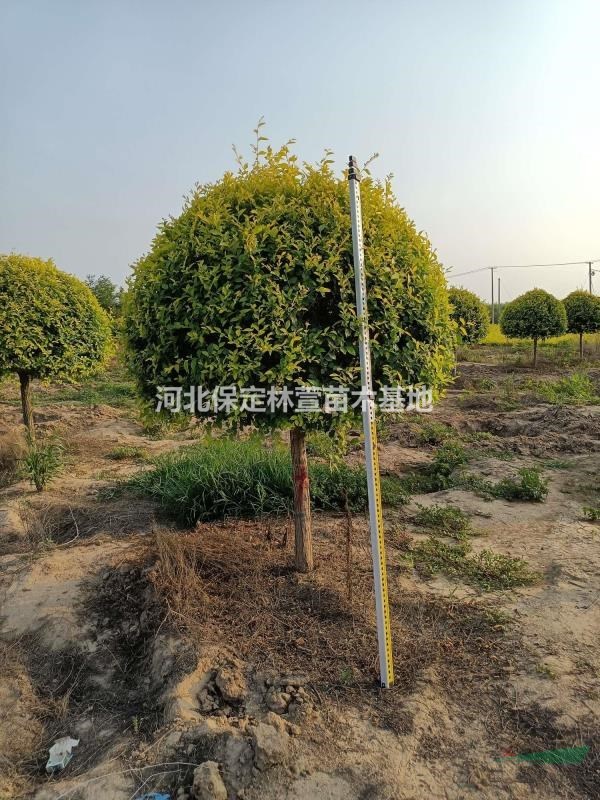 河北專供金葉榆球，高桿金葉榆球，金葉榆懸空球，金葉榆地球