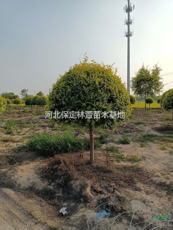 河北專供金葉榆球，高桿金葉榆球，金葉榆懸空球，金葉榆地球