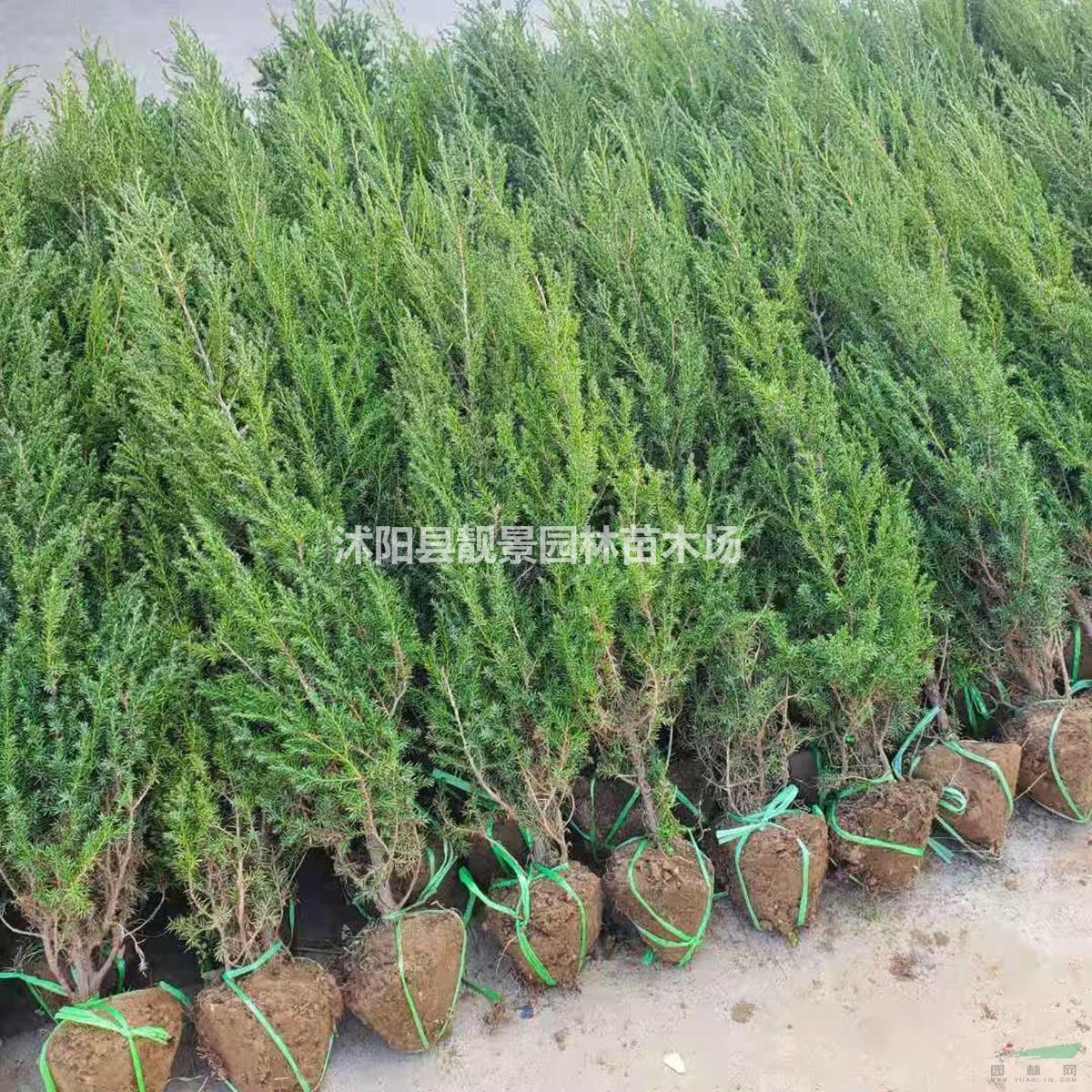 北京桧树苗 刺松1.5米高多少钱