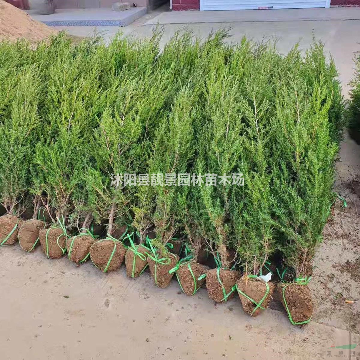 北京桧树苗 刺松1.5米高多少钱