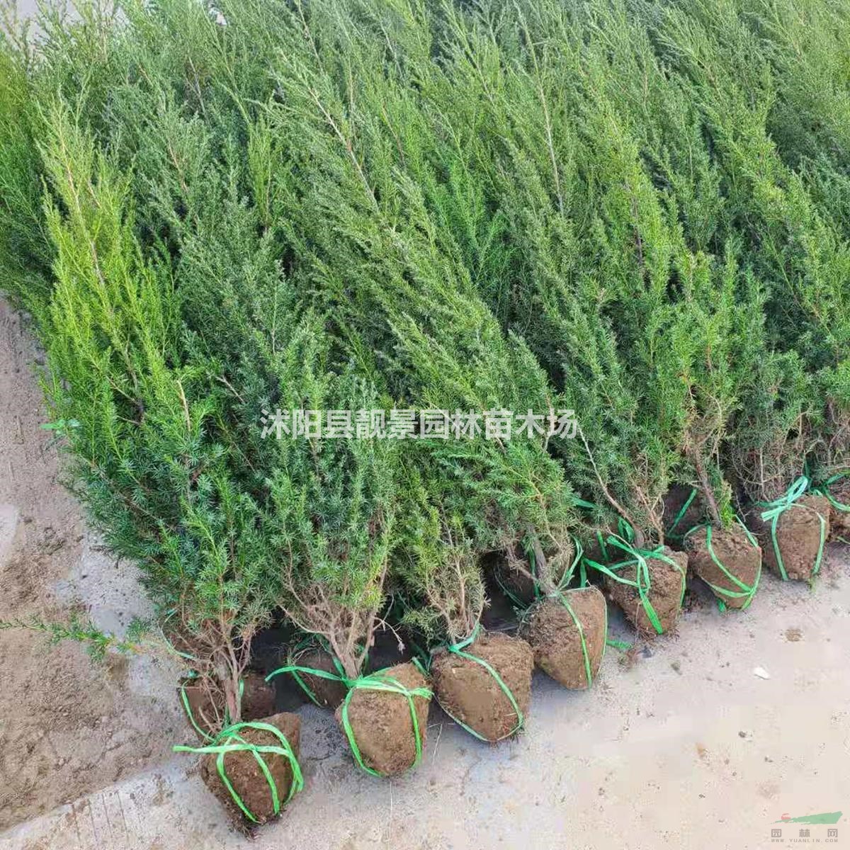 北京桧树苗 刺松1.5米高多少钱