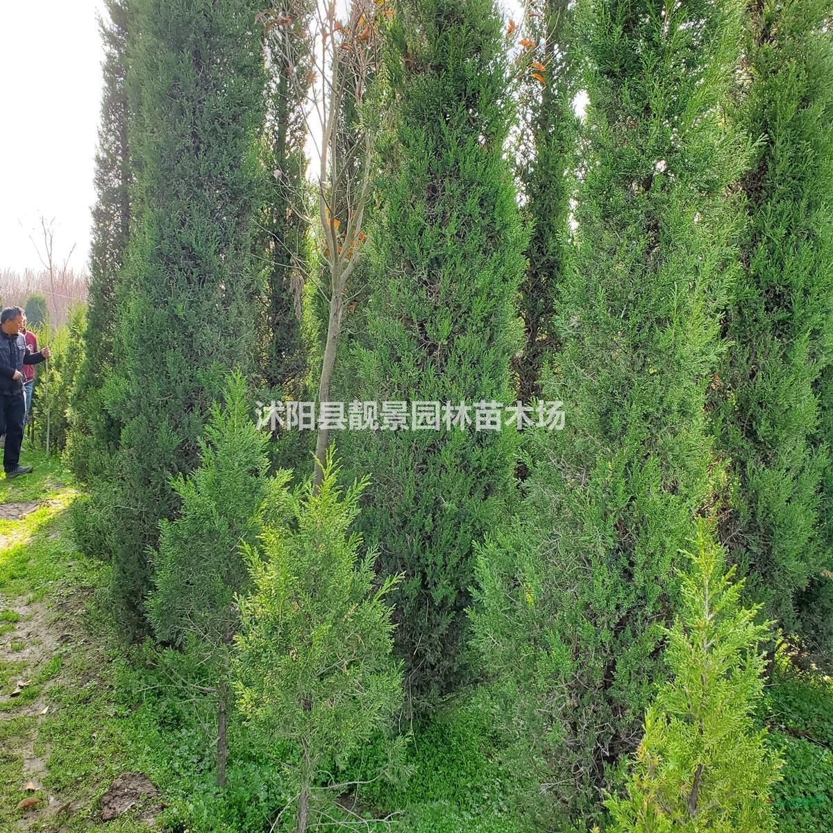 塔柏树苗 塔松2米高一株多少钱