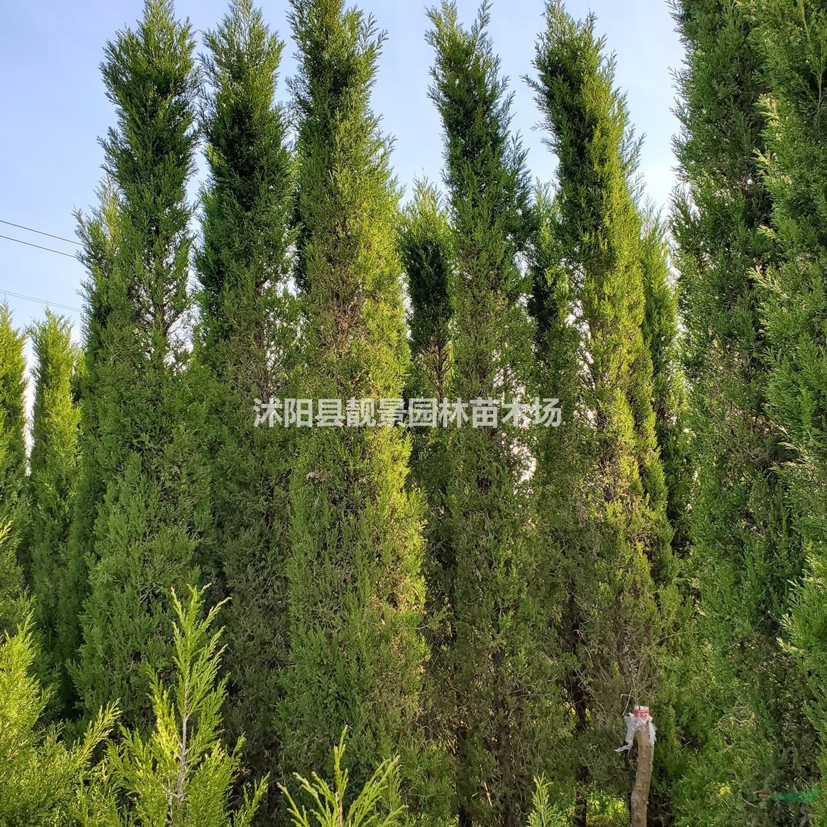 塔柏树苗 塔松2米高一株多少钱