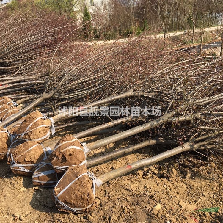 紫叶李树苗 紫叶李5公分粗多少钱