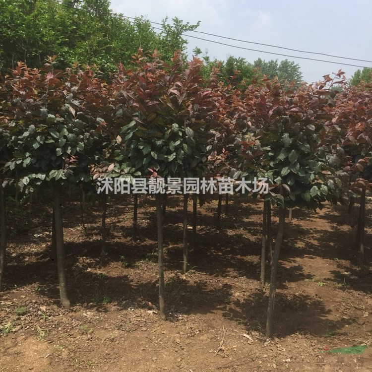 紫叶李树苗 紫叶李5公分粗多少钱