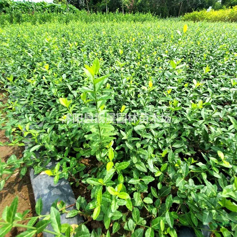 爬行卫矛/小叶扶芳藤 一株多少钱