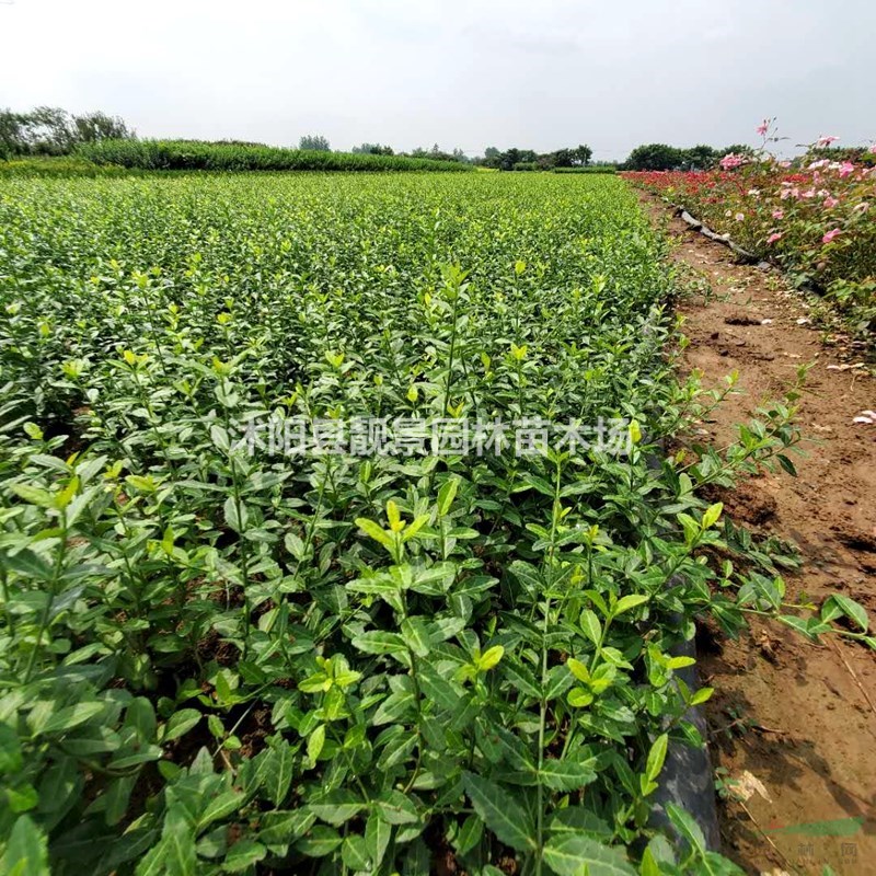 爬行卫矛/小叶扶芳藤 一株多少钱