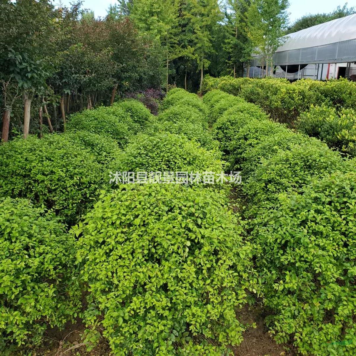 小叶女贞球 1米冠幅多少钱
