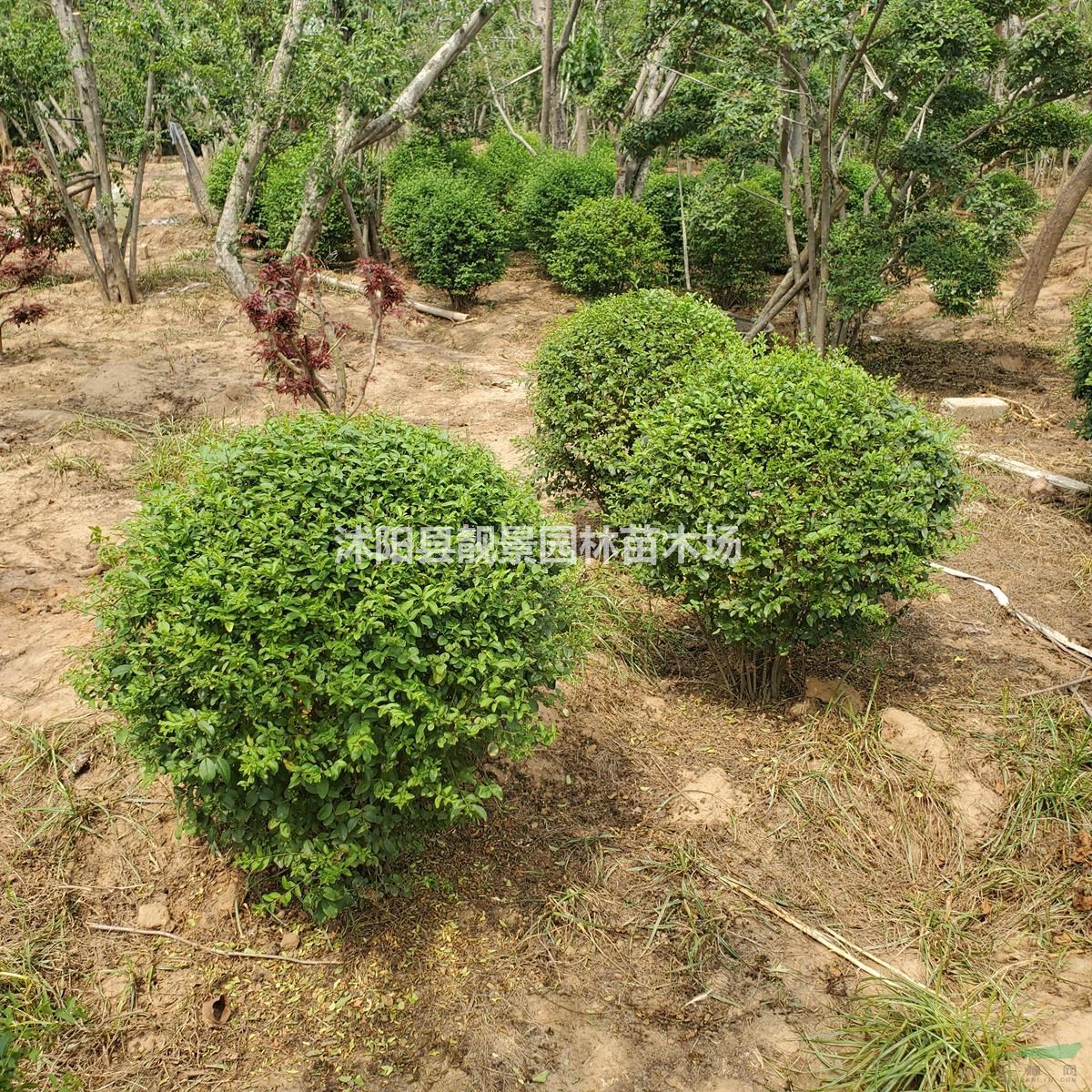 小叶女贞球 1米冠幅多少钱