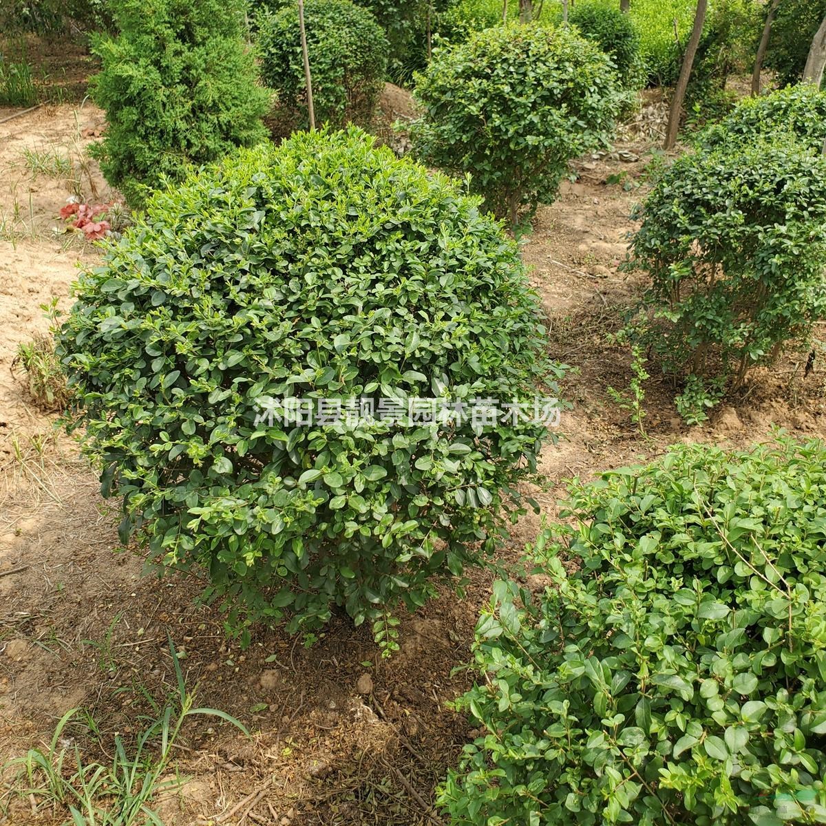 小叶女贞球 1米冠幅多少钱