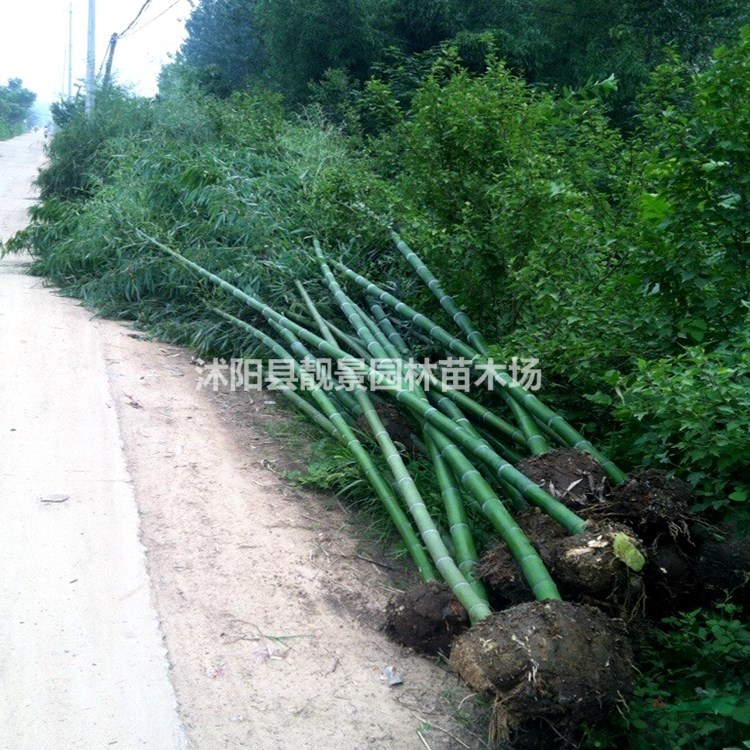 青竹/刚竹子 2公分粗竹子多少钱