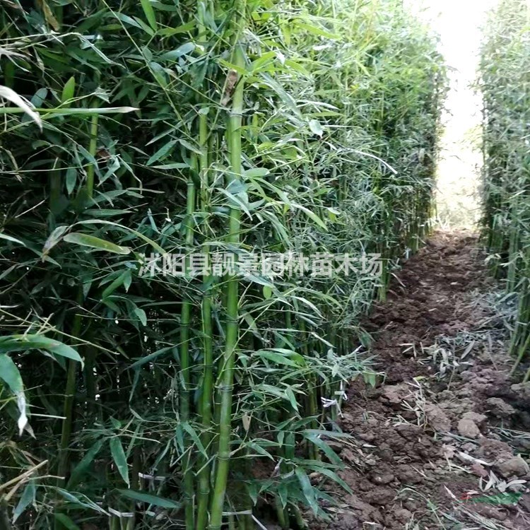 青竹/刚竹子 2公分粗竹子多少钱