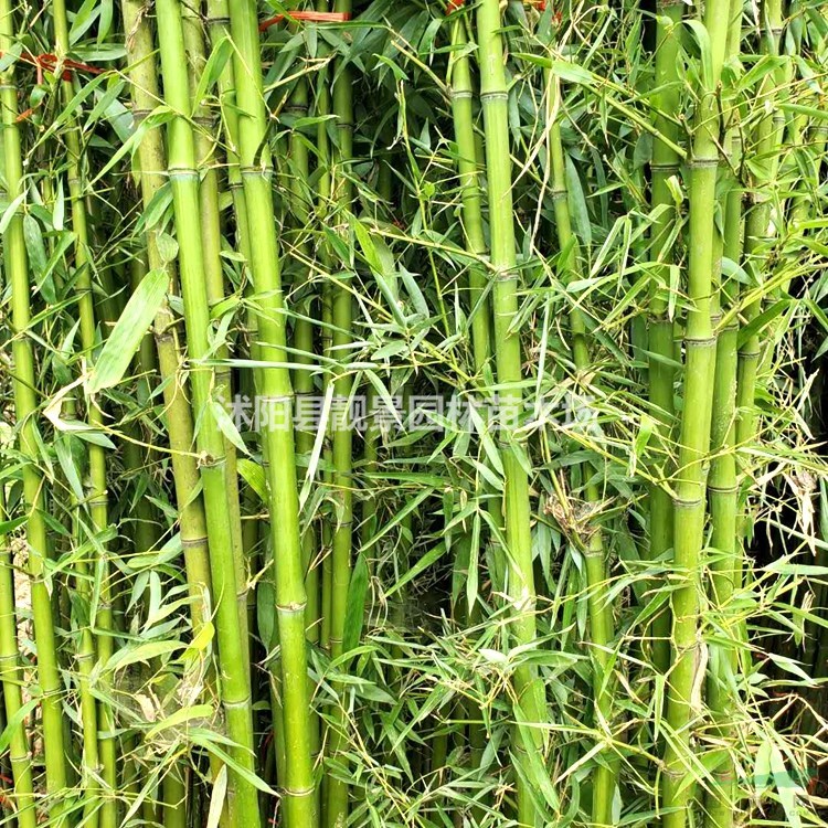 青竹/刚竹子 2公分粗竹子多少钱