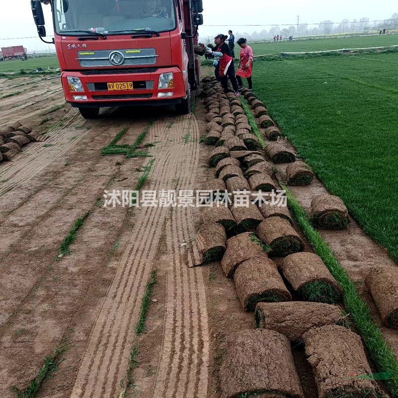 四季青草籽 四季绿草坪多少钱一捆