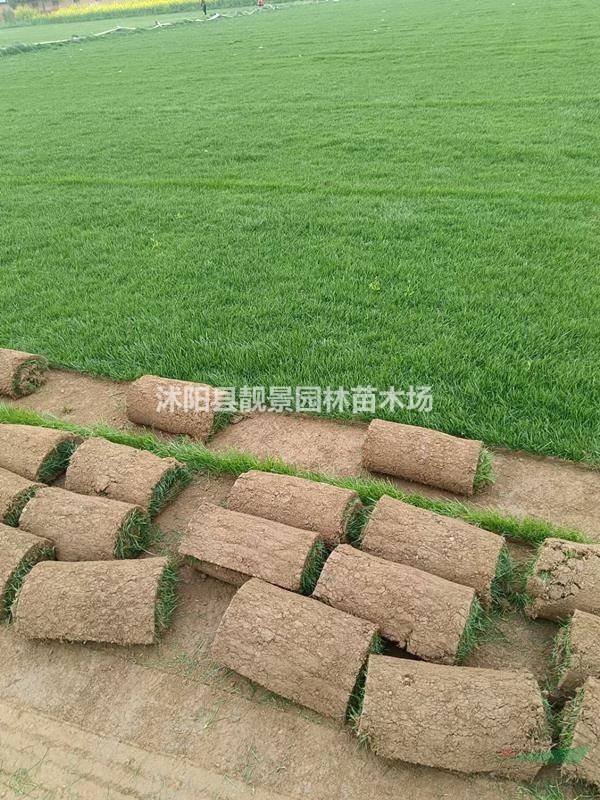 结缕草草坪 中华结缕草一平方多少钱